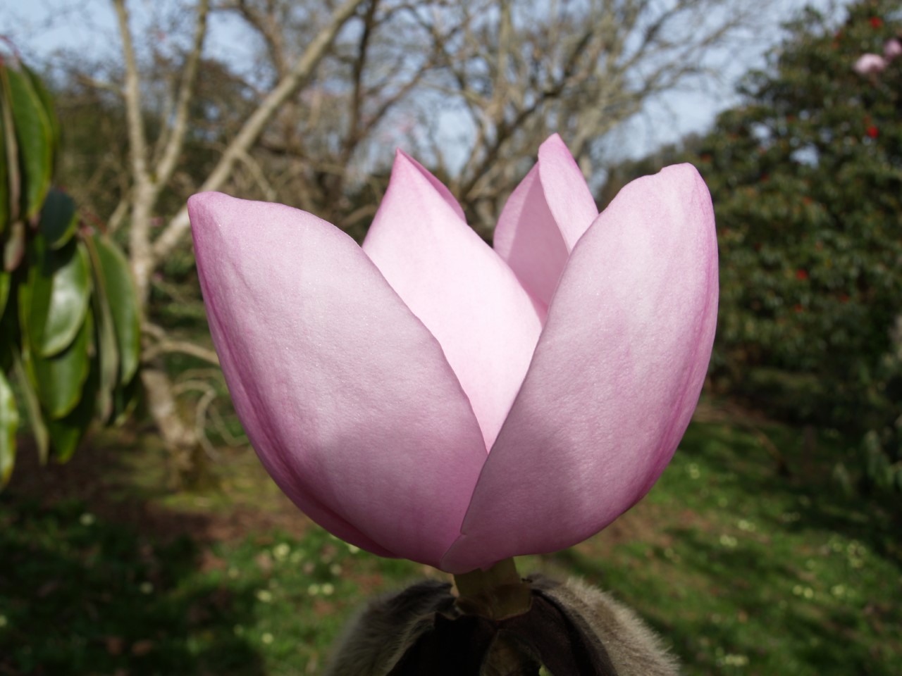 magnolia campbellii sub species mollicomata